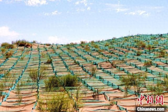 甘肃武威市民勤县“雨养+节水”治沙造林示范区，先进技术与自然规律协同发力，让荒漠变绿洲。马爱彬 摄