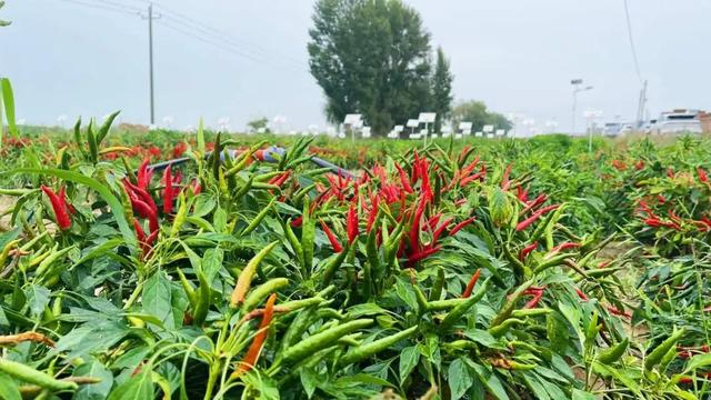 哈业胡同镇与清华大学合作种植6000亩盐碱地辣椒。（资料图）