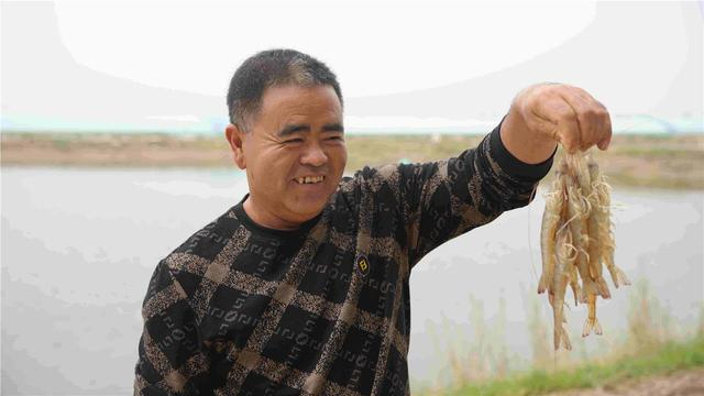 农民专业合作社养殖的凡纳滨对虾。（资料图）