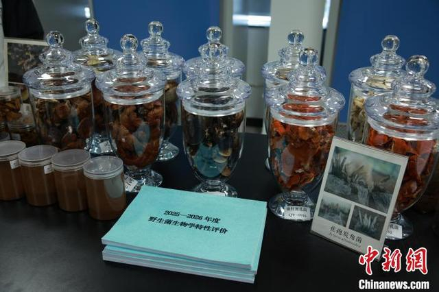 5月14日，庆元县食用菌产业中心里的驯化出菇样品。孙杨洋 摄