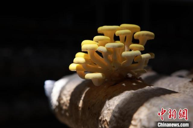 5月14日，菌棒上的黄金菇。孙杨洋 摄
