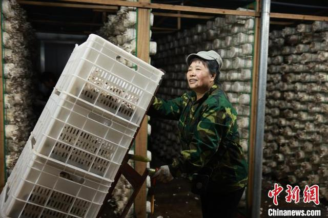 5月14日，工人搬运秀珍菇。孙杨洋 摄