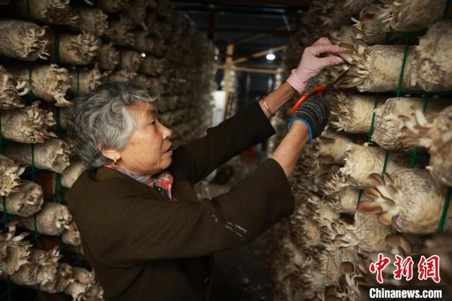 5月14日，工人采收秀珍菇。孙杨洋 摄