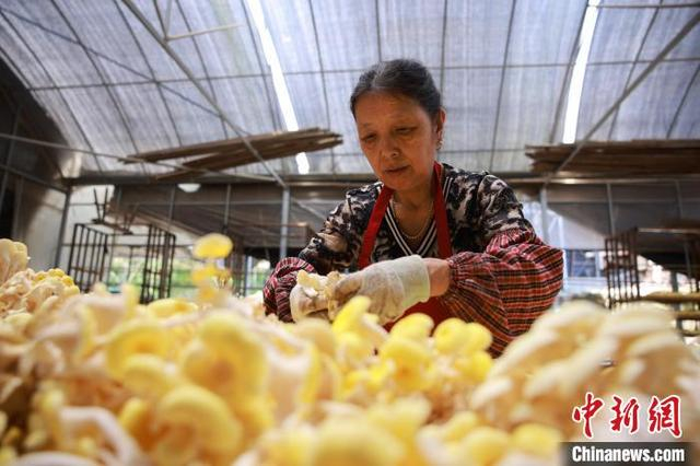 5月14日，工人整理黄金菇。孙杨洋 摄