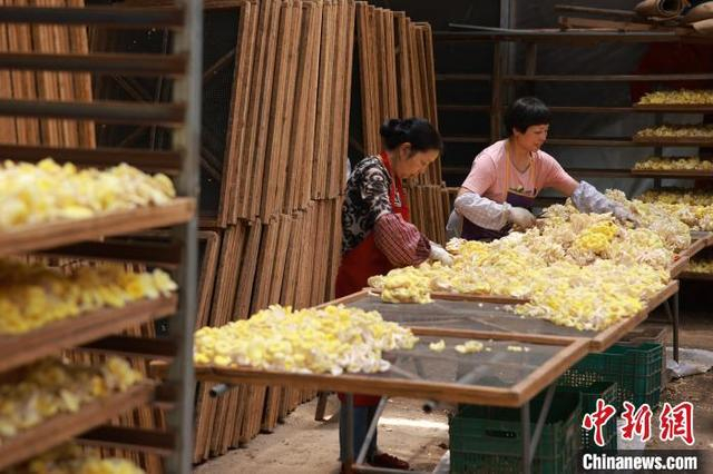 5月14日，工人整理采收完成的黄金菇。孙杨洋 摄