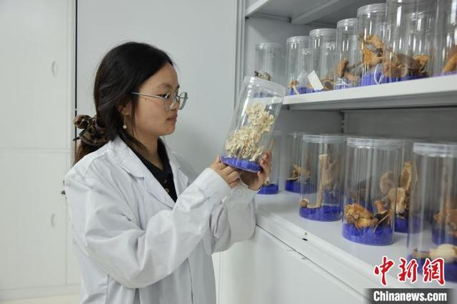 5月14日，在庆元县食用菌产业中心，工作人员查看食用菌标本。孙杨洋 摄