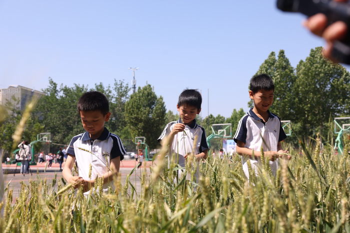 课间，花家地实验小学的学生们查看麦子生长情况。新京报记者 李木易 摄