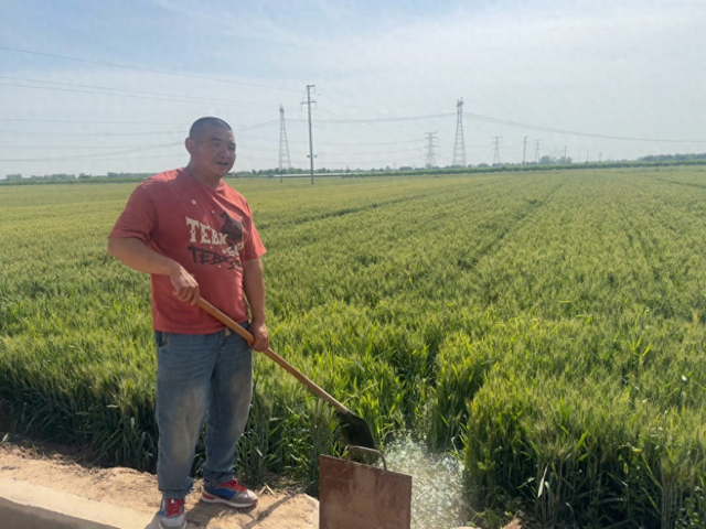 渭南临渭区故市镇板北村种粮大户张夏 本文图片均为澎湃新闻记者 刁凡超 摄