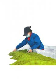 　　在宜宾市高县四川省长江春雨茶业有限责任公司生产车间，工人正在赶制早春茶。 庄歌尔 摄（C视觉）