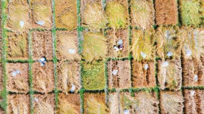 5月11日，四川省大邑县现代农业（粮食产业）园区，工人在试验田中开展小麦新品的测产工作。 李旭 摄（C视觉）