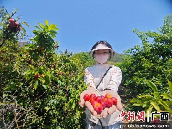 图为采摘现场。藤县融媒体中心供图