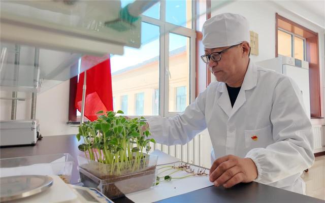 呼伦贝尔农垦集团技术员精准实验育良种。记者 李新军 摄