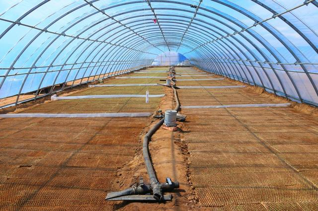 5月13日，大棚内种植中草药。李荣耀 摄