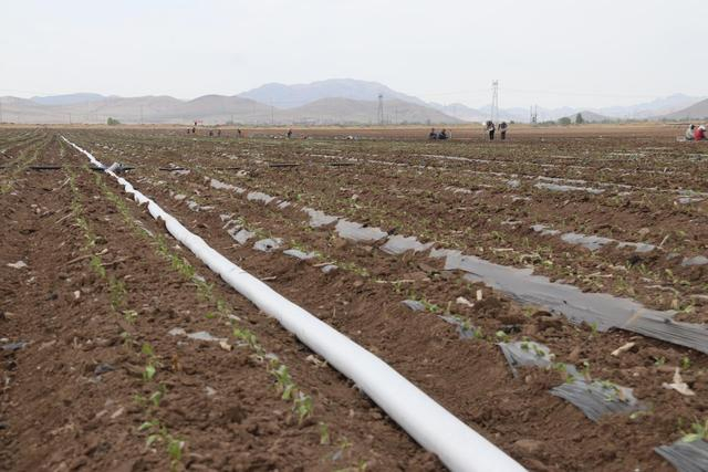 5月13日，种植中草药的田地。李荣耀 摄