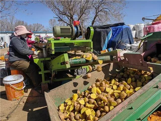 乌兰察布市察右中旗18万亩马铃薯陆续开始播种，种植户们正有条不紊地开展马铃薯备种工作。记者 郭奇男 摄