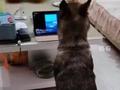 听到国歌响起，退役警犬庄严致敬！
