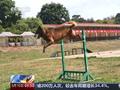 体型柔弱马犬逆袭成霸气防暴犬
