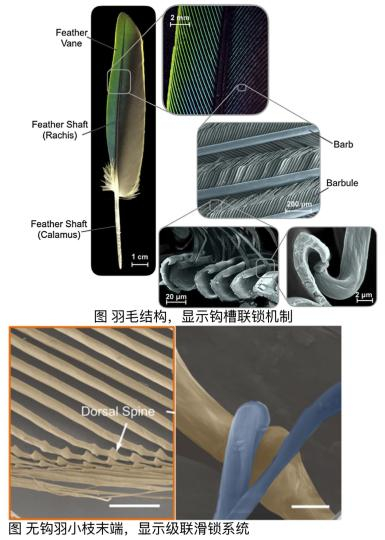 鸟类飞羽精密构造如何演化而来？9900万年前羽毛化石研究揭秘|基部|琥珀|系统|中国科学院|古生物_新浪新闻