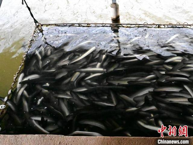 鳗鱼正在食槽吃饵料。 刘美玲摄