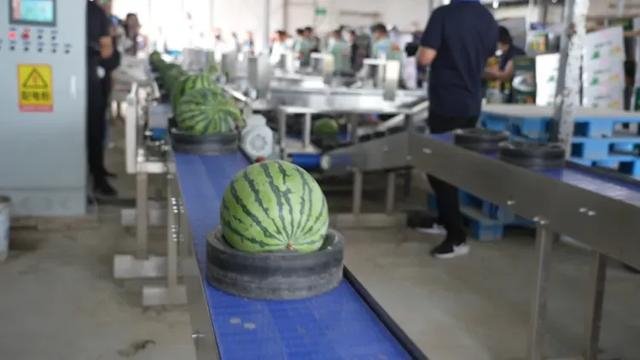 验后的瓜通过自动分拣机打包运走。图/大河报