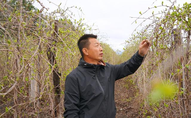 五味子种植基地（央广网记者 张瀚予 摄）