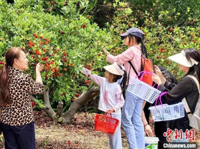 5月11日，广东台山市，游客在杨梅果园忙着拍照和试吃。李晓春 摄