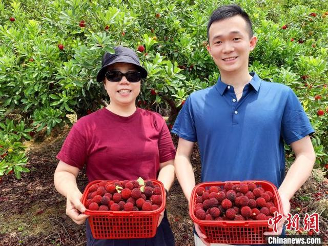 5月11日，广东台山市，当地市民入园体验采摘杨梅且收获满满。李晓春 摄