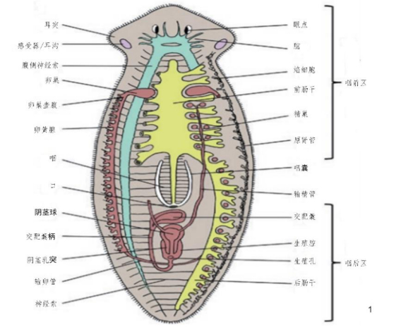 涡虫形态模式图图源：Ronald Sluys & Marta Riutort, in Rink, 2018