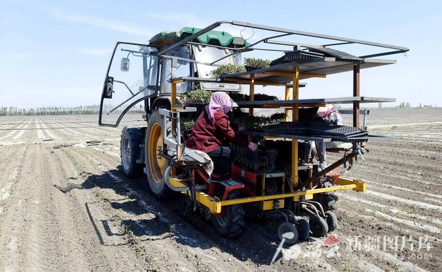 4月29日，沙湾市乌兰乌苏镇头浮新村500余亩订单番茄地里，番茄秧苗移栽机正在作业。乌苏市融媒体中心供图