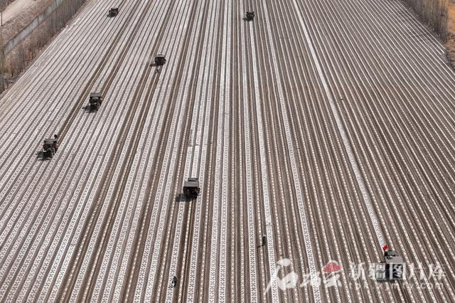 在博湖县塔温觉肯乡克日木哈尔村灵峰家庭农场色素辣椒基地，一台台辣椒自动移栽机来回穿梭，移栽辣椒。博湖县融媒体中心供图