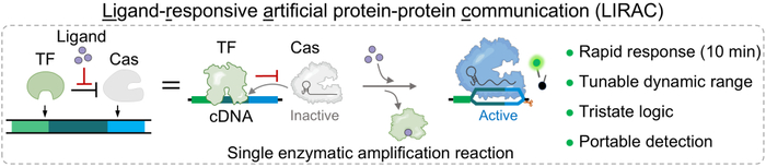 （来源：Angewandte Chemie）
