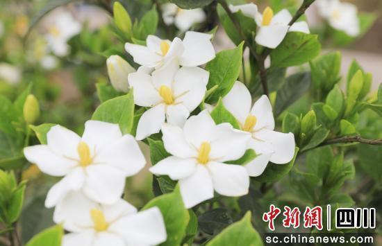 栀子花绽放。贡井融媒 供图