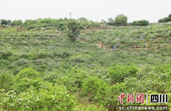 栀子花绽放。贡井融媒 供图