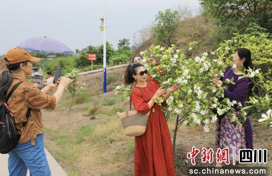 游客赏花打卡。贡井融媒 供图