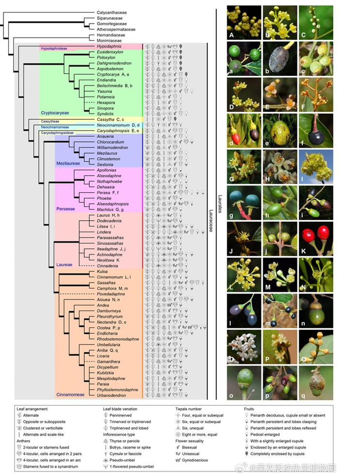 版纳植物园联合国际学者综述樟科植物系统发育,分类学与生物地理学