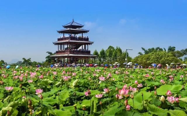 贵港荷美覃塘 图/榜样文旅