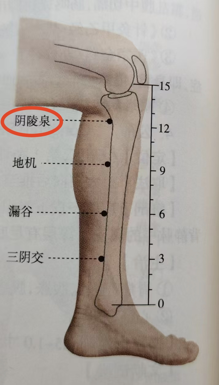 图中标红为阴陵泉穴.(受访者供图)图中标红中脘穴