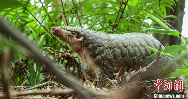 中华穿山甲。广东省林业局 供图