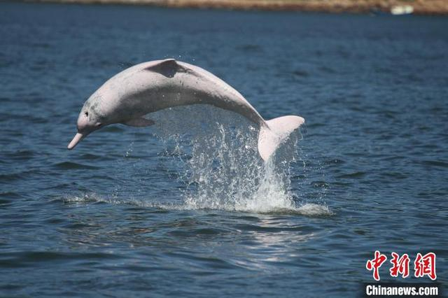 中华白海豚。广东省林业局 供图