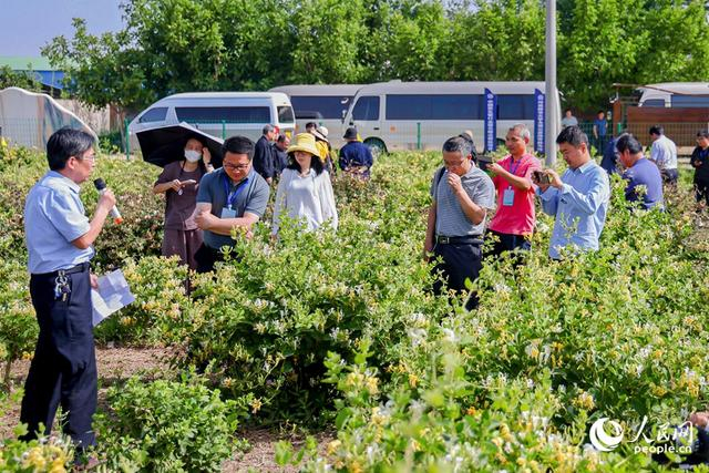 5月19日，在第九届金银花产业高质量发展大会召开期间，与会代表参观考察封丘县金银花种植基地。人民网 程明辉摄