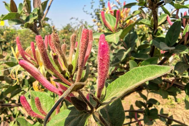 封丘县适合观赏和制作高端茗茶的“豫金2号”金银花。孟庆军摄