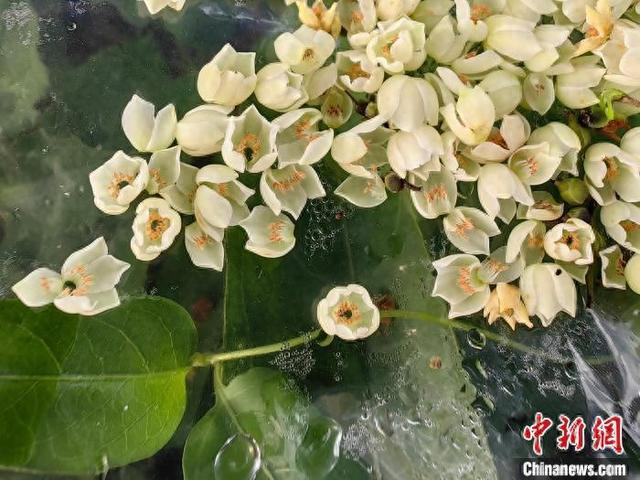 猪血木开花。吴腾 摄