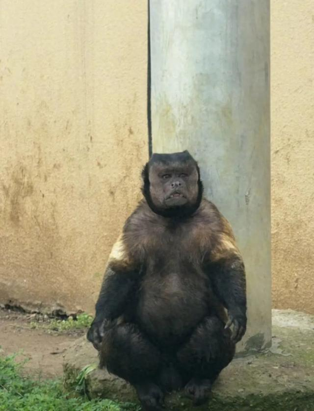 黑帽悬猴“大壮”。图/视频截图