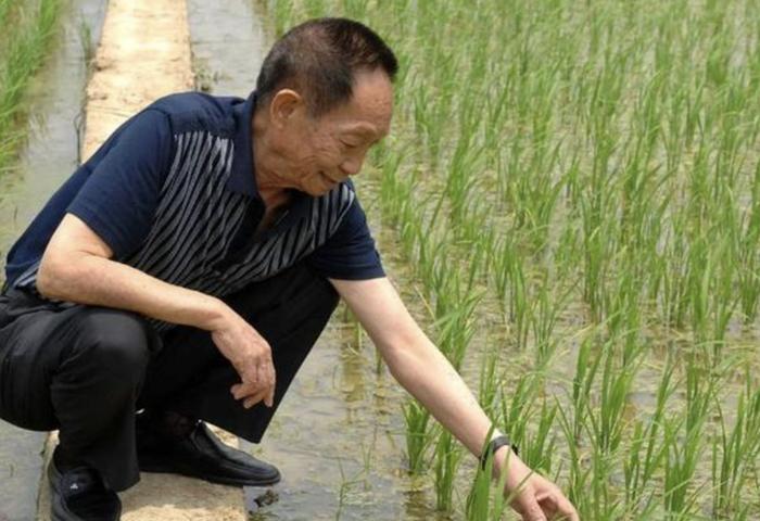 2007年5月10日,袁隆平在实验田观察水稻长势。新华社记者 赵众志 摄