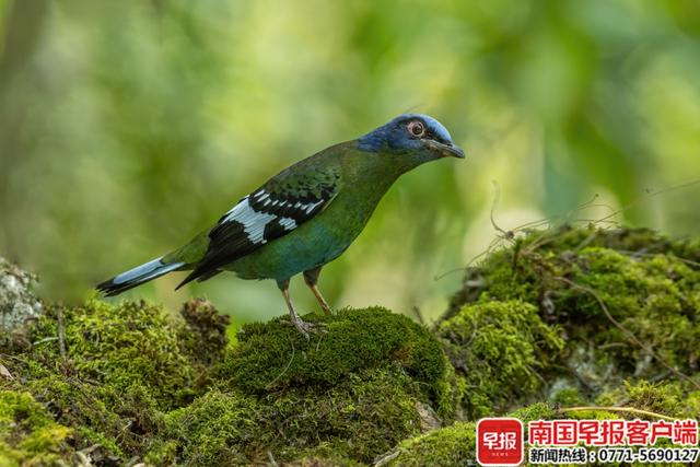 绿宽嘴鸫。林秀文摄