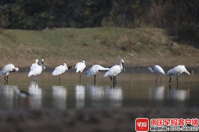 黑脸琵鹭。莫深杰摄