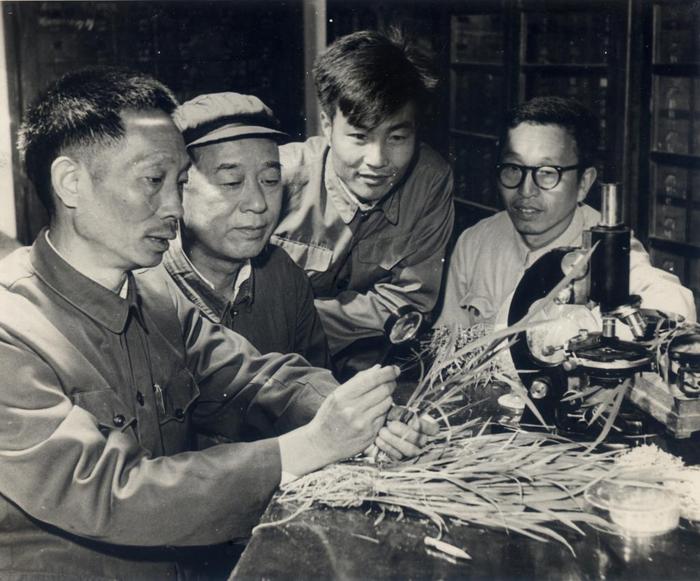袁隆平(左一)与科研团队成员早年的工作照。湖南杂交水稻研究中心供图