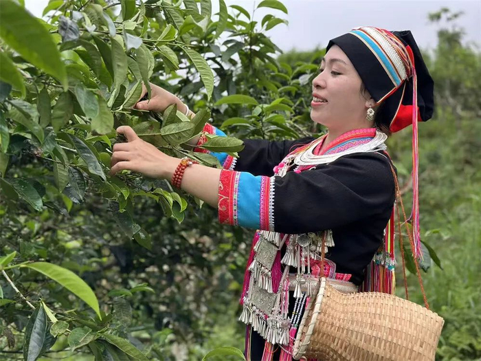 麻栗坡瑶族群众采摘古树茶春茶。张文峰 摄