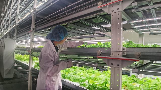 兰剑智能科技植物工厂工作人员检查蔬菜生长情况。段兆飞 摄