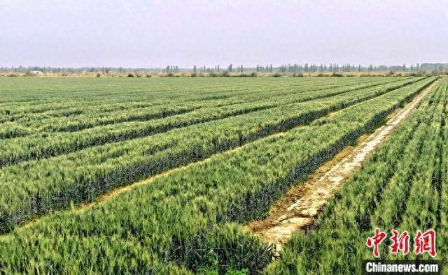 “小麦+棉花”新套种模式试验田。杨力荧 摄
